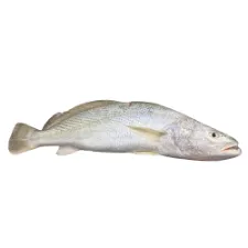 شوریده 1 کیلو گرم